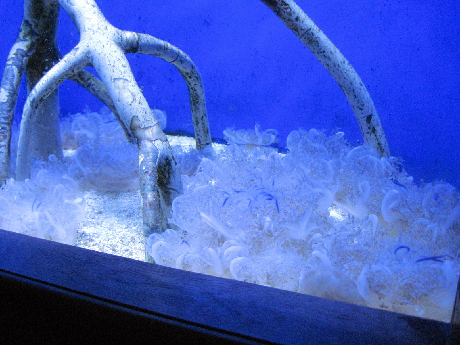 Scott Aquarium-Upside Down Jellyfish