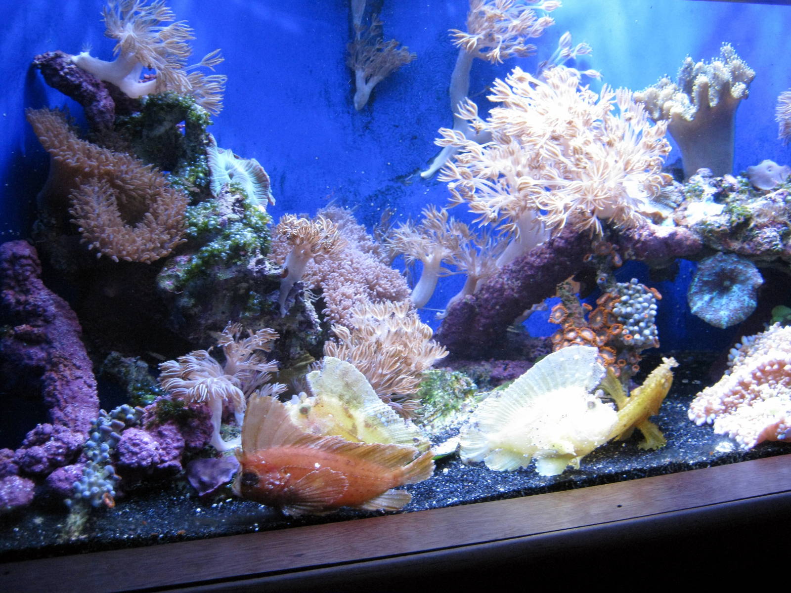 Scott Aquarium-Waspfish