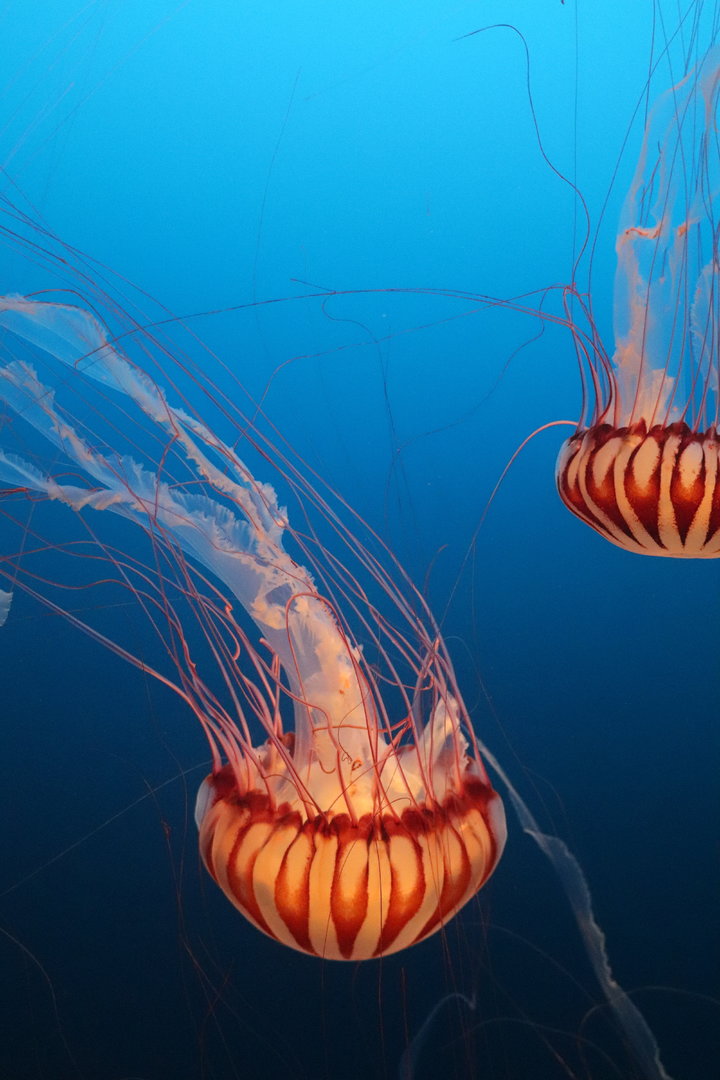 Scott Aquarium - West African Sea Nettle