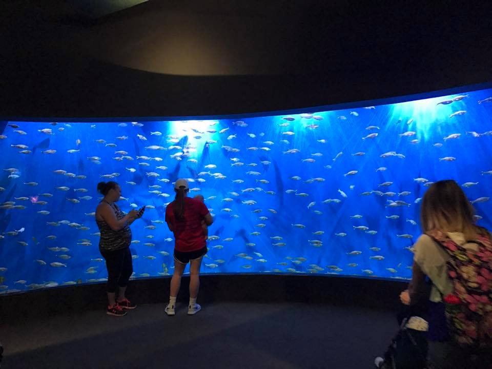 Scott Aquarium