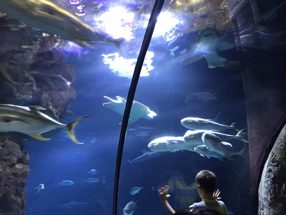 Scott Aquarium