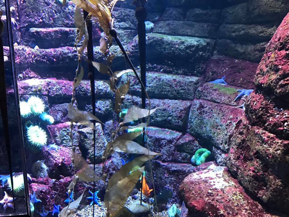 Scott Aquarium