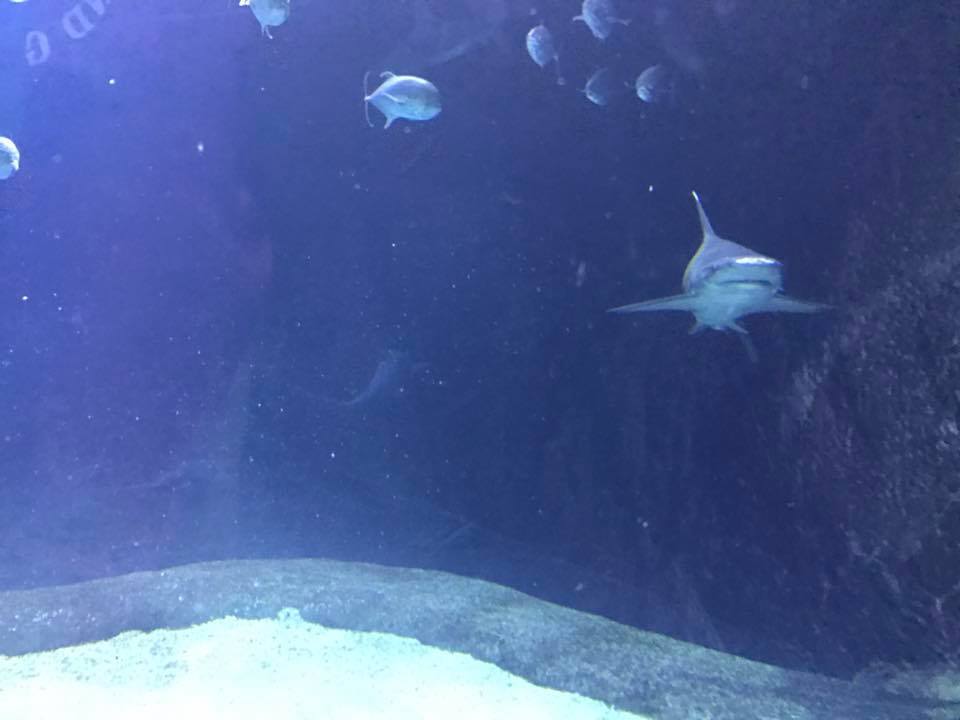 Scott Aquarium