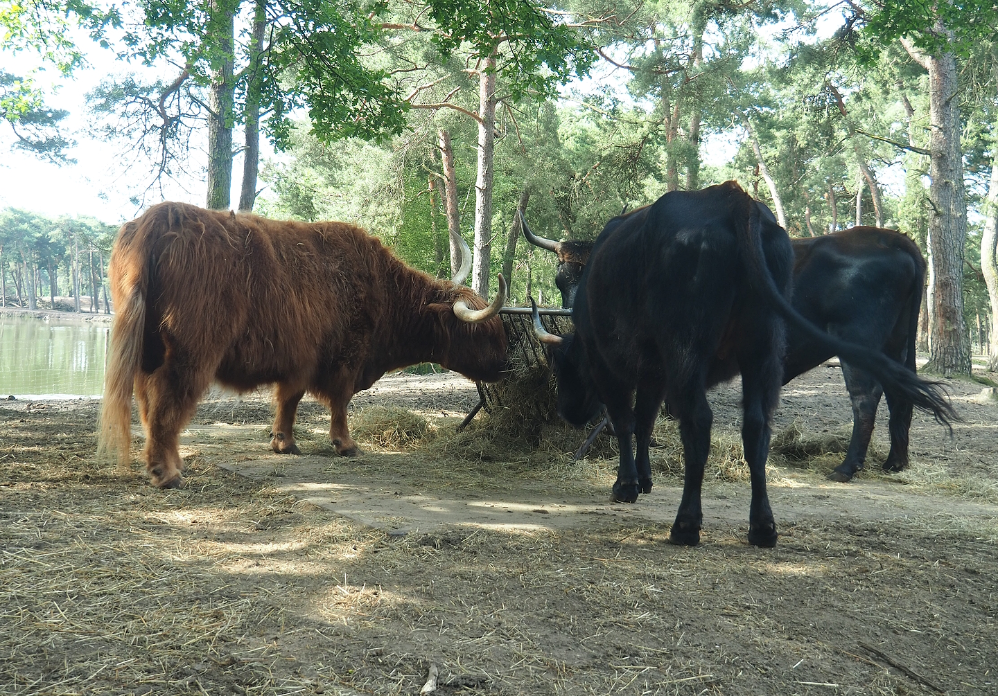 Scottish Highland cattle and Heck cattle (Bos taurus), 2022-06-12
