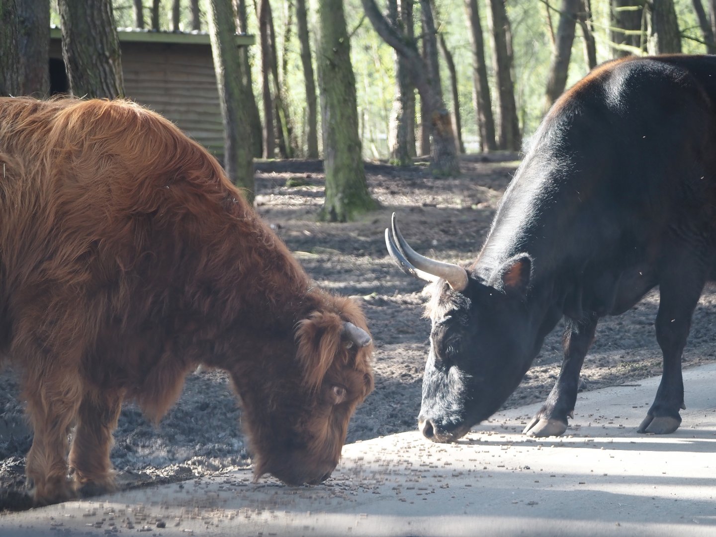Scottish Highland cattle and Heck cattle (Bos taurus taurus), 2024-04-06