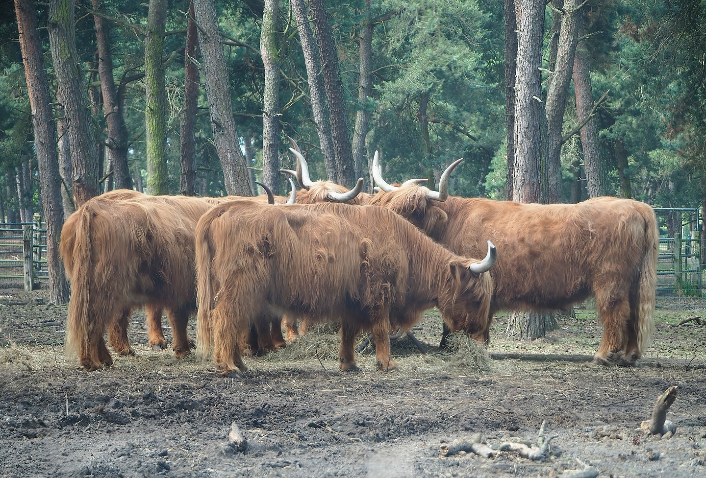 Scottish Highland cattle (Bos taurus), 2022-06-12