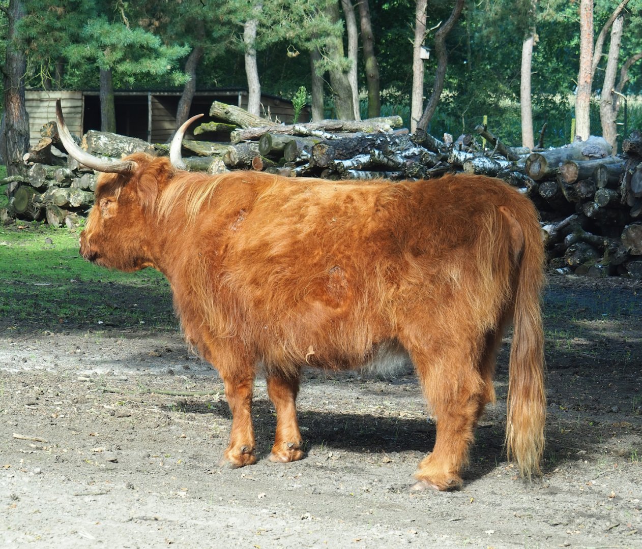 Scottish Highland cattle (Bos taurus), 2023-08-15