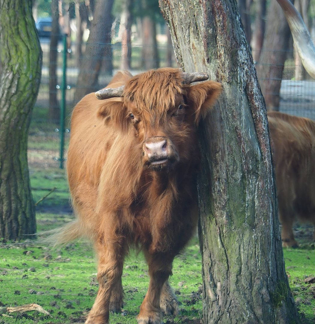 Scottish Highland cattle (Bos taurus), 2023-08-15
