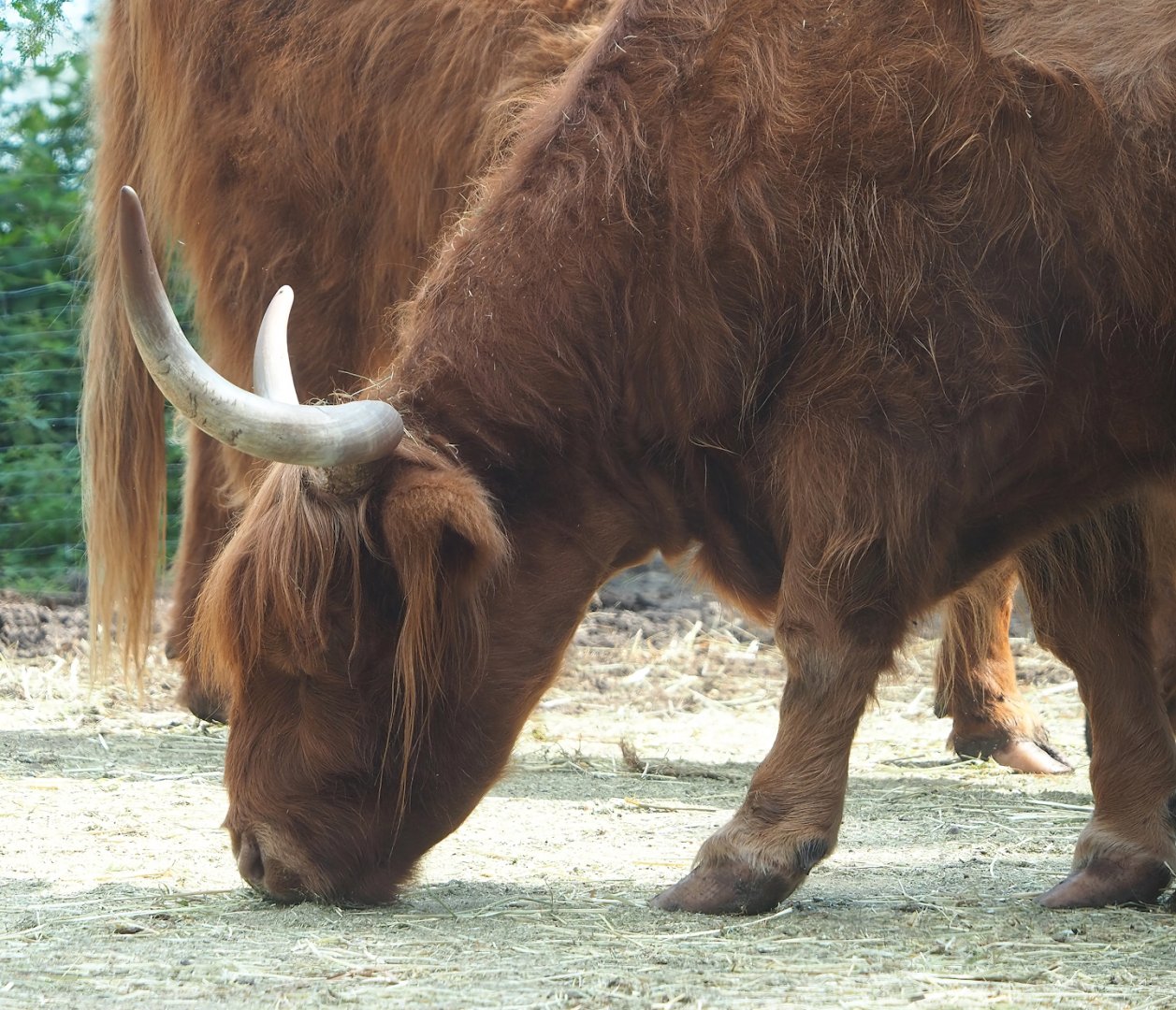 Scottish Highland cattle (Bos taurus), 2023-08-15