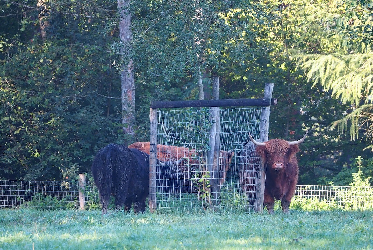 Scottish Highland cattle (Bos taurus), 2023-09-26