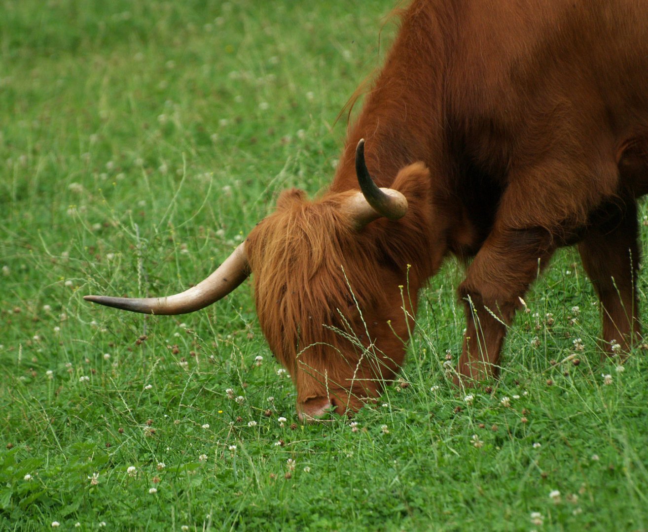 Scottish Highland cattle (Bos taurus taurus), 2008-08-02