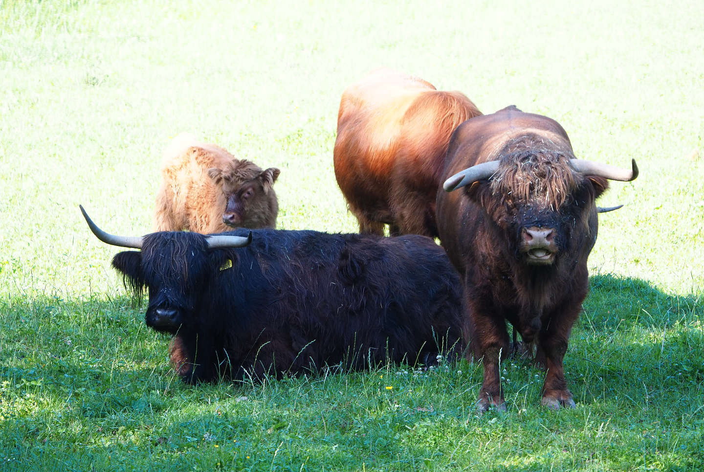 Scottish Highland cattle (Bos taurus taurus), 2020-07-12