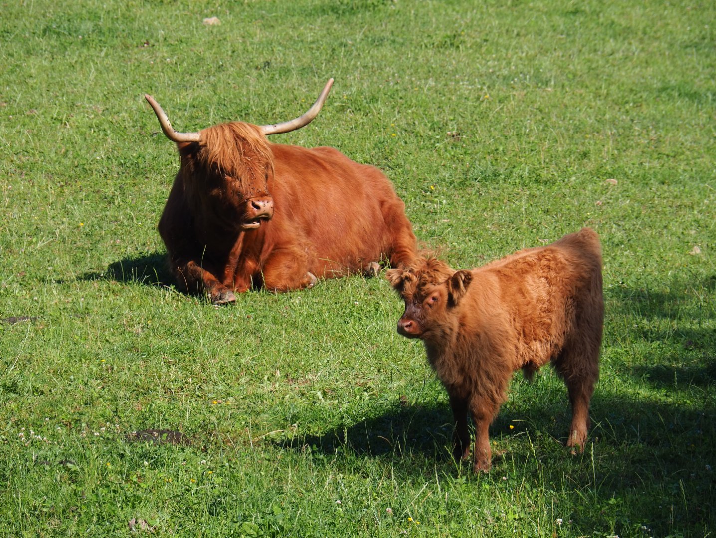 Scottish Highland cattle (Bos taurus taurus), 2020-07-12