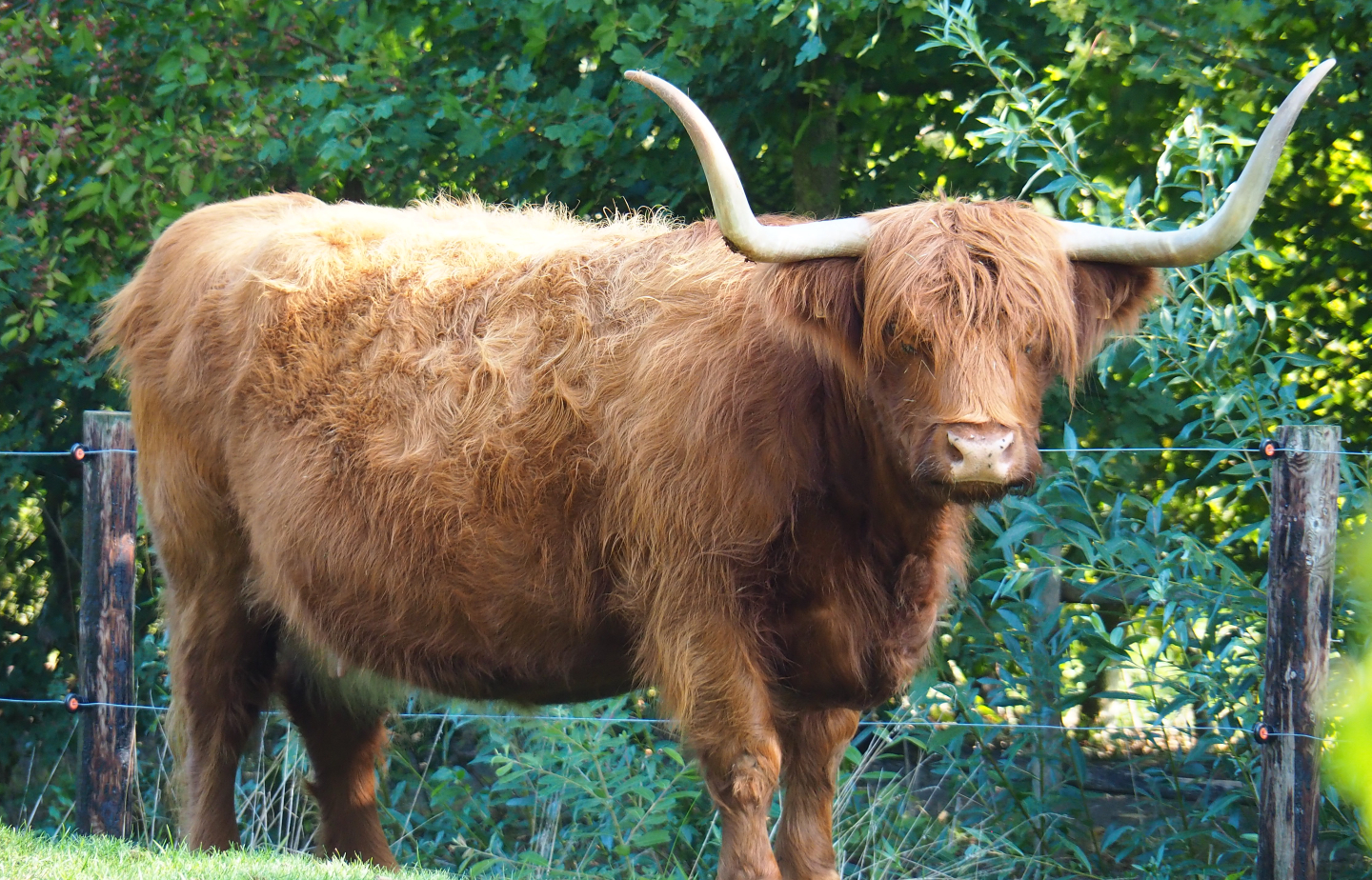 Scottish Highland cattle (Bos taurus taurus), 2020-09-12