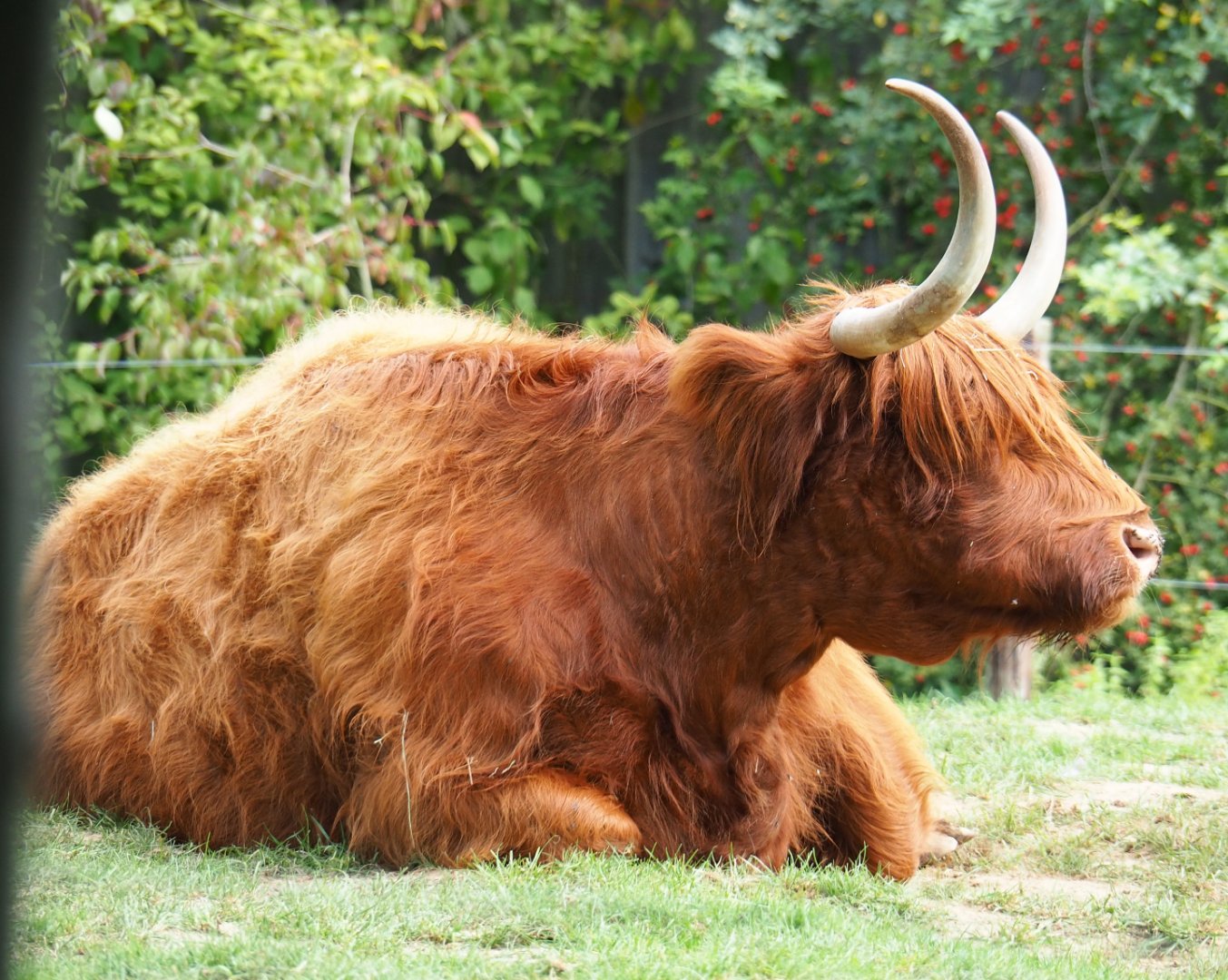 Scottish Highland cattle (Bos taurus taurus), 2020-09-12