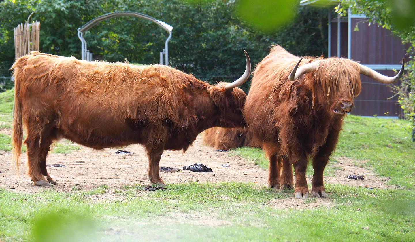 Scottish Highland cattle (Bos taurus taurus), 2020-09-12