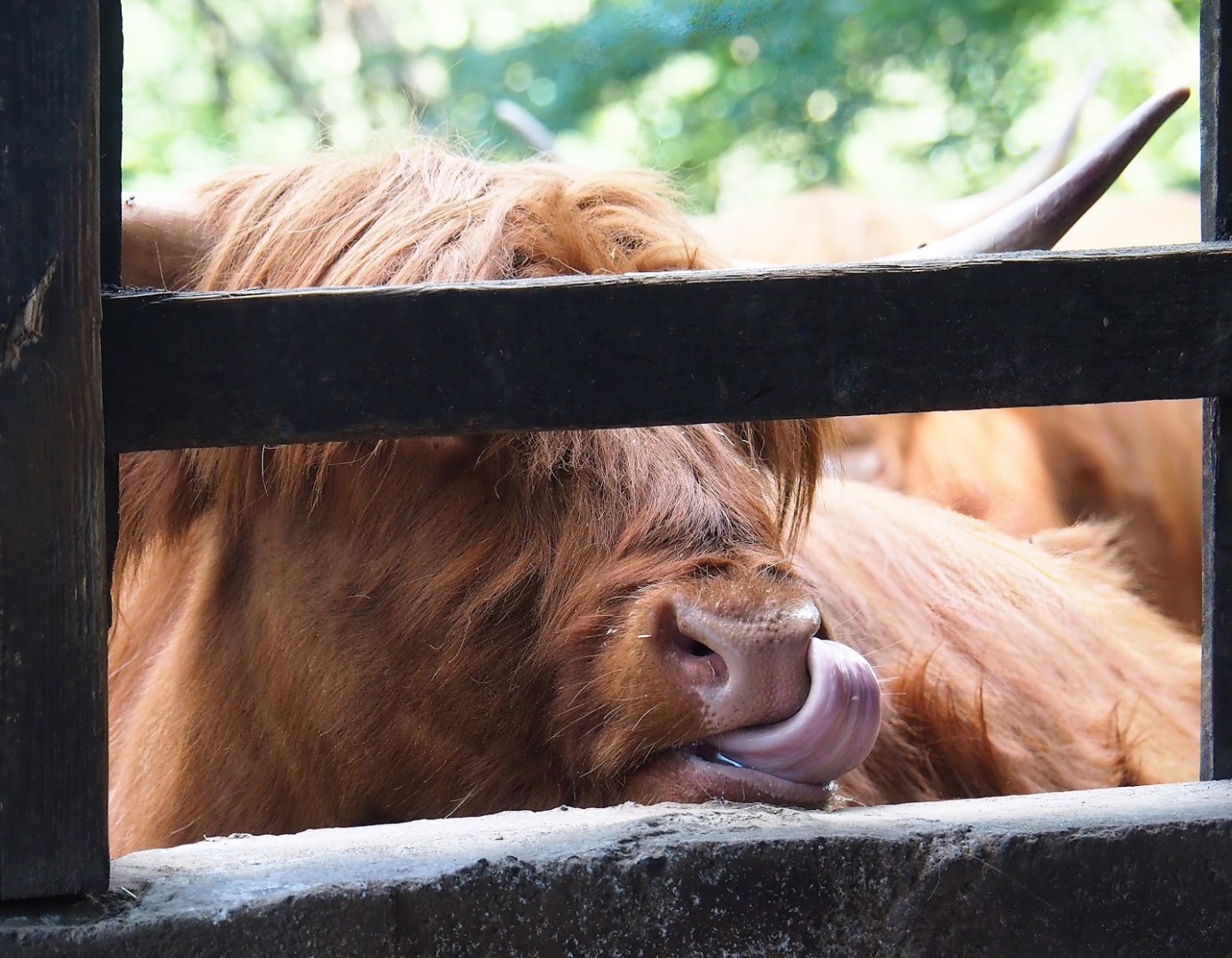 Scottish Highland cattle (Bos taurus taurus), 2023-06-24