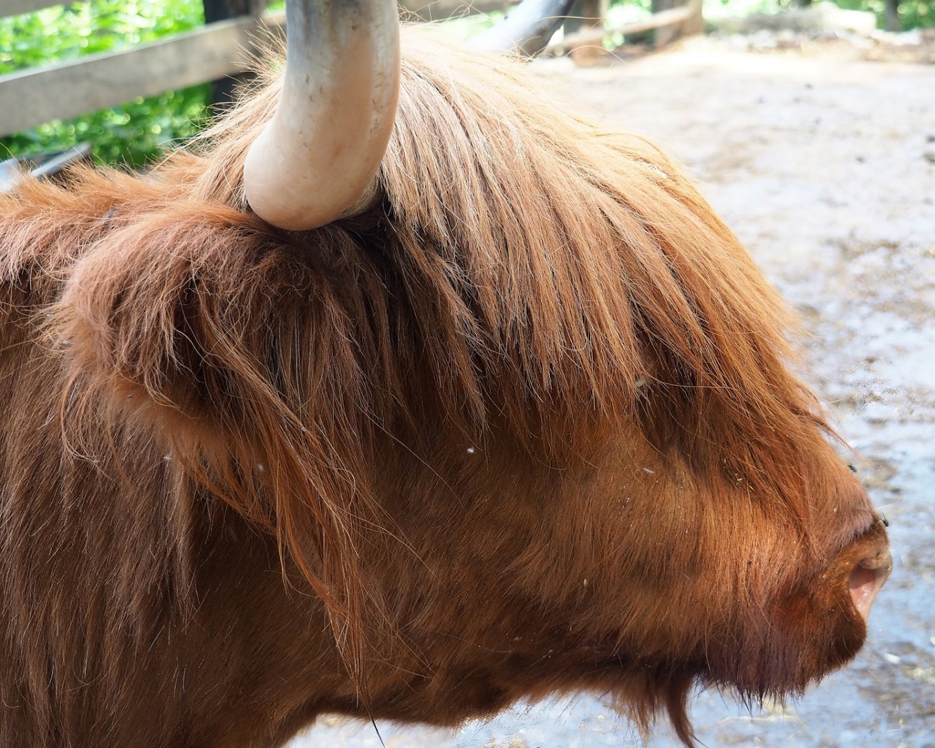 Scottish Highland cattle (Bos taurus taurus), 2023-06-24