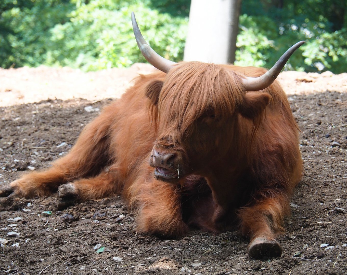 Scottish Highland cattle (Bos taurus taurus), 2023-06-24