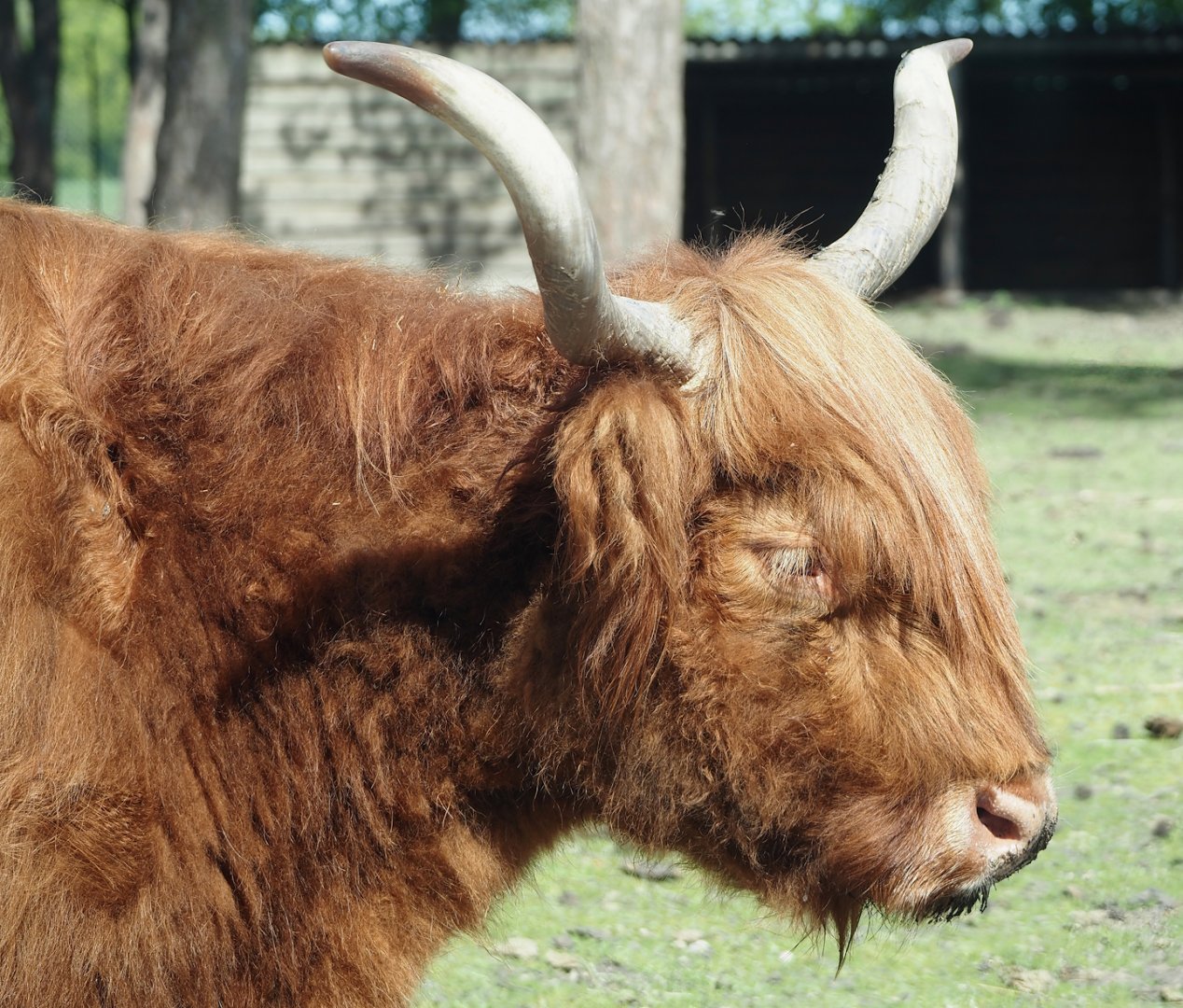 Scottish Highland cattle (Bos taurus taurus), 2025-04-30
