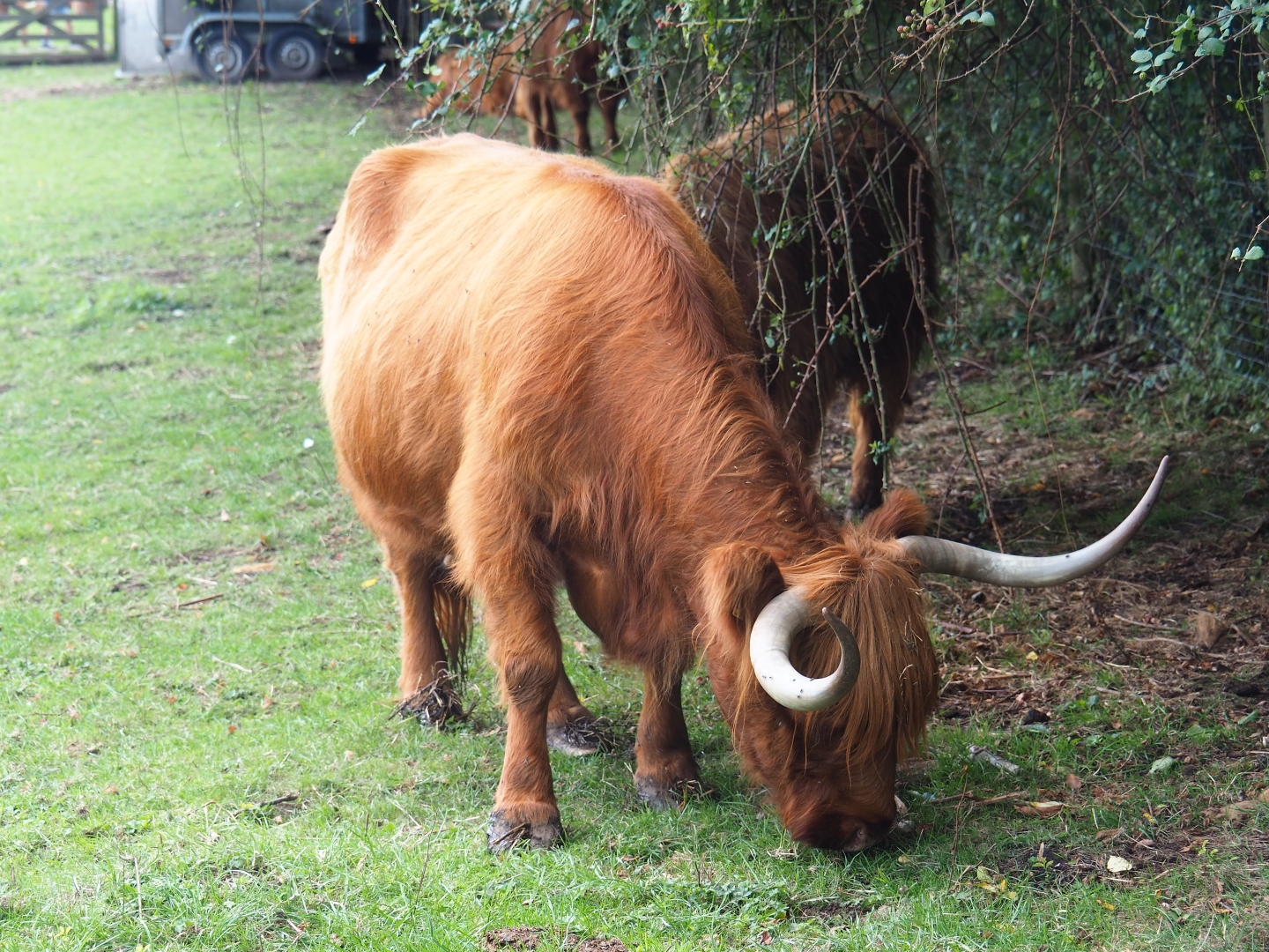 Scottish Highland cattle (Bos taurus taurus)