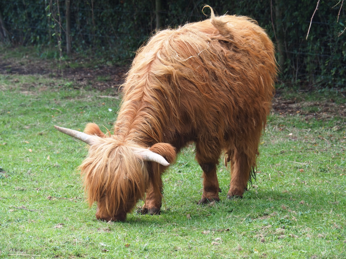Scottish Highland cattle (Bos taurus taurus)