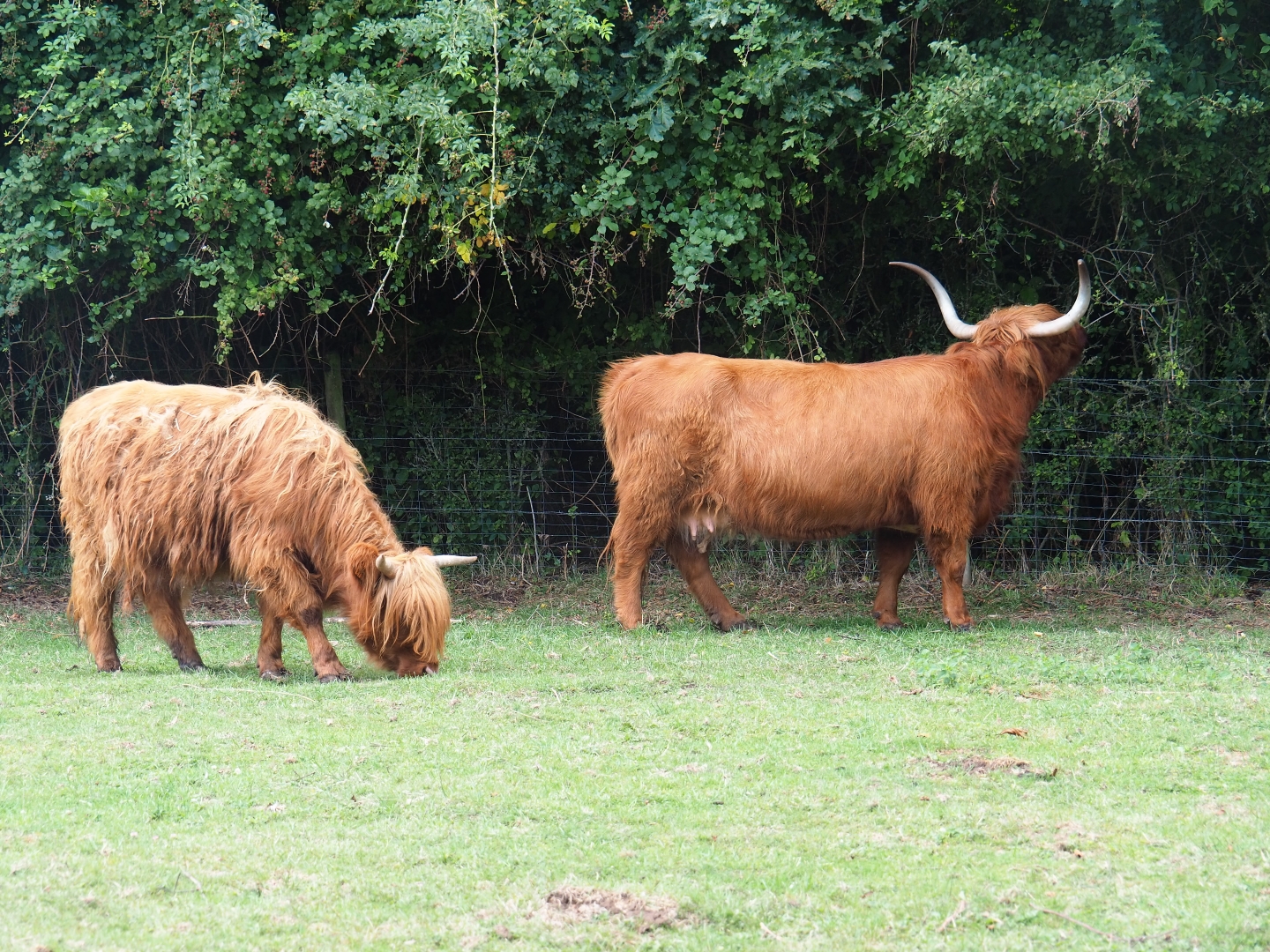 Scottish highland cattle (Bos taurus taurus)