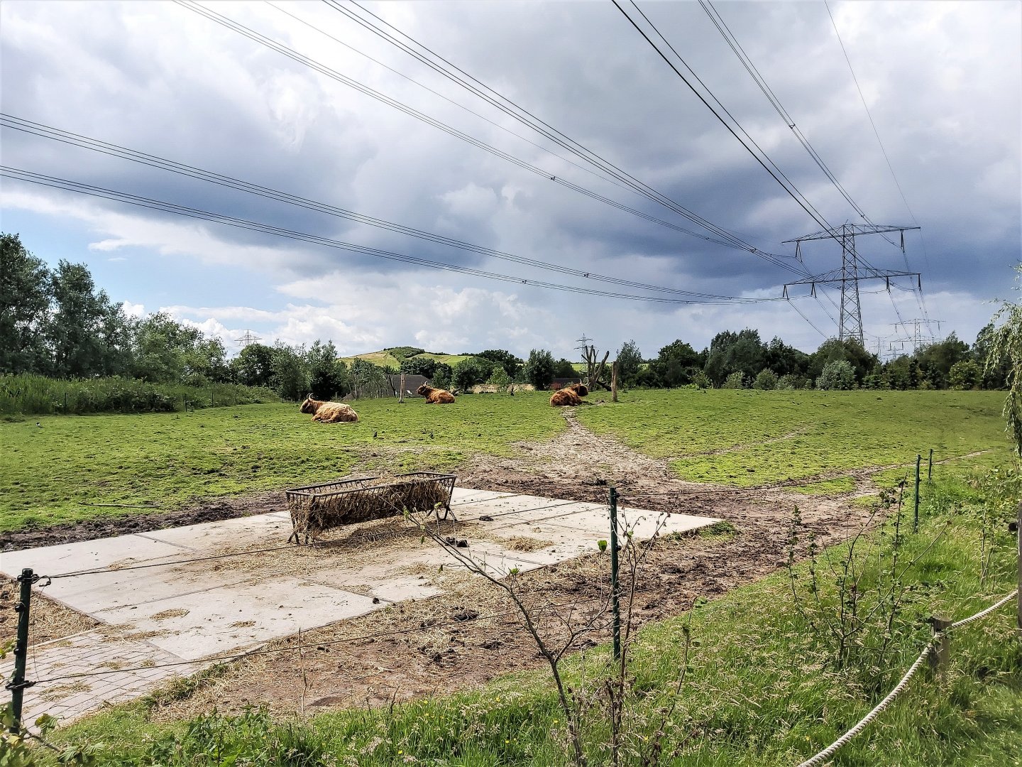 Scottish highland cattle enclosure