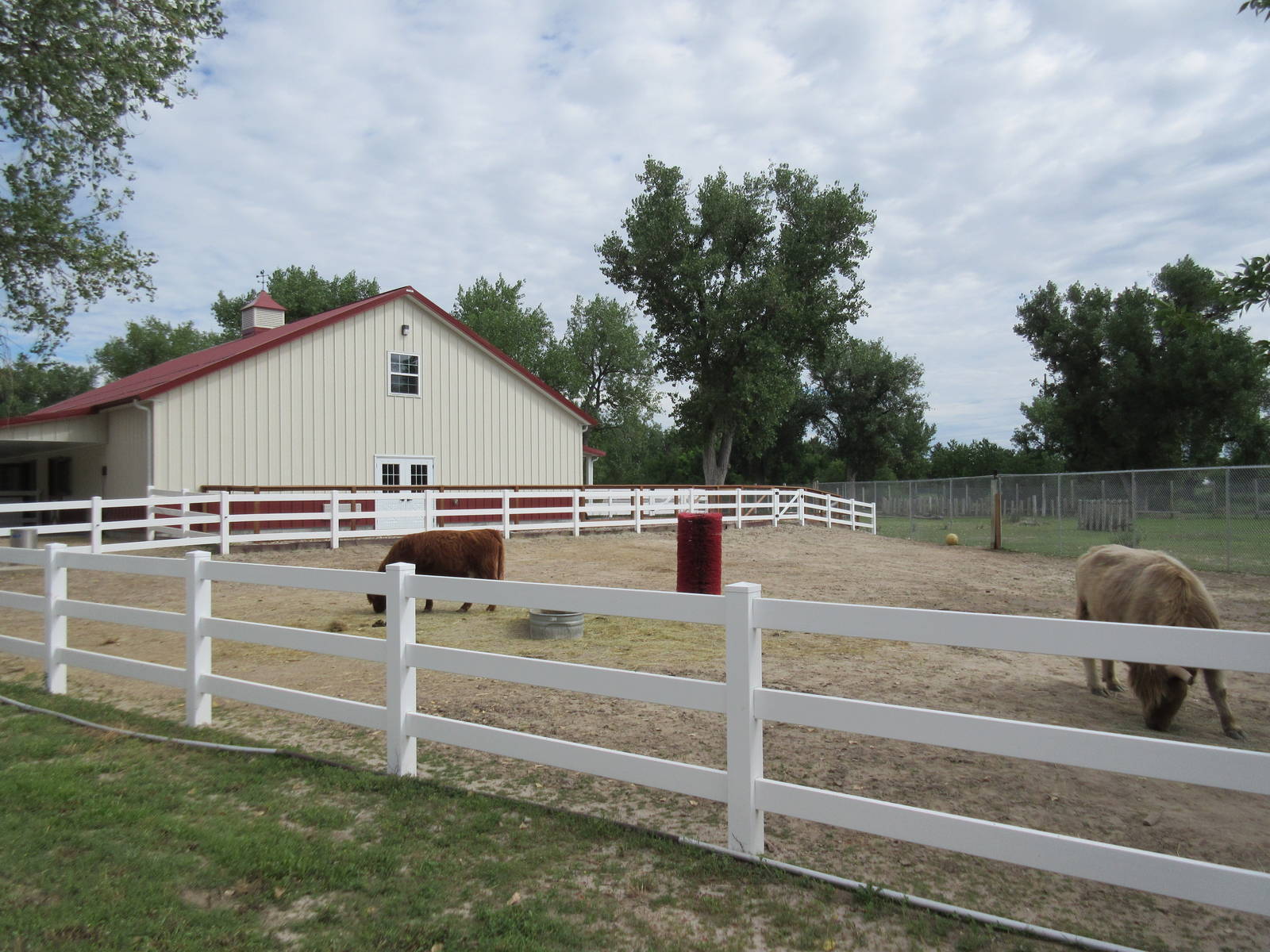 Scottish Highland Cattle Exhibit