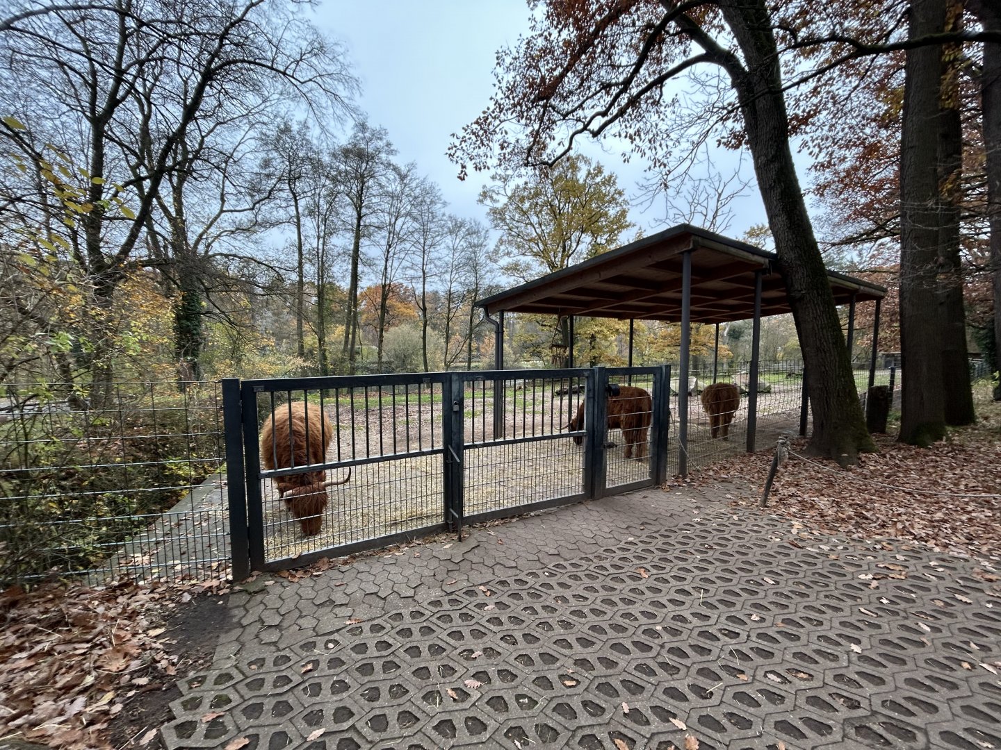 Scottish Highland Cattle Exhibit