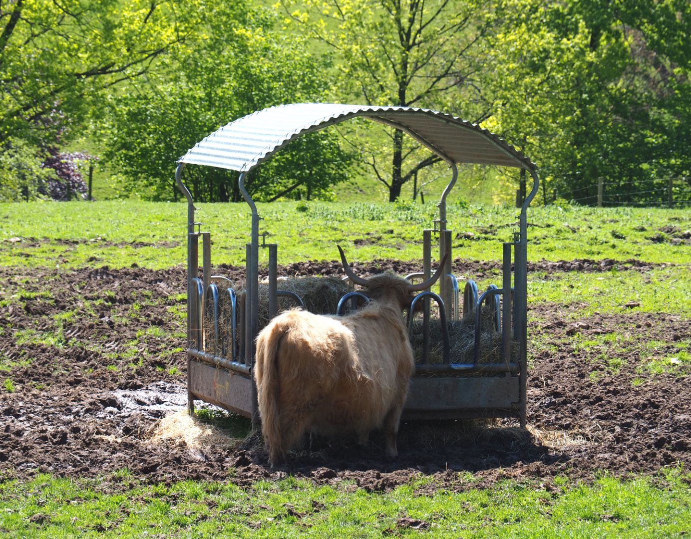 Scottish Highland cattle feeding station, 2021-05-29