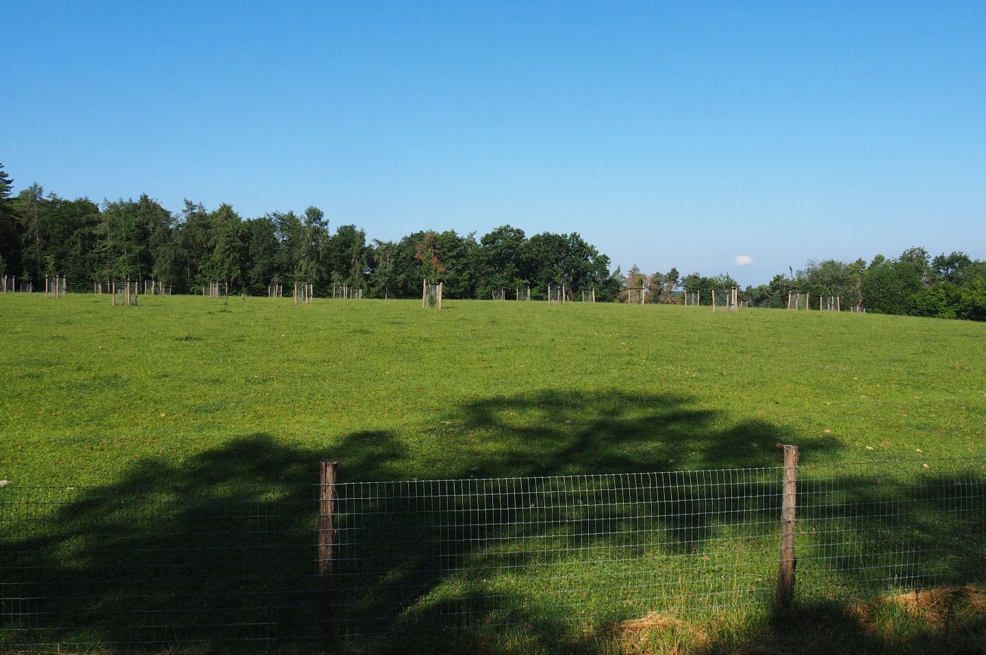 Scottish Highland cattle meadow, 2020-07-12