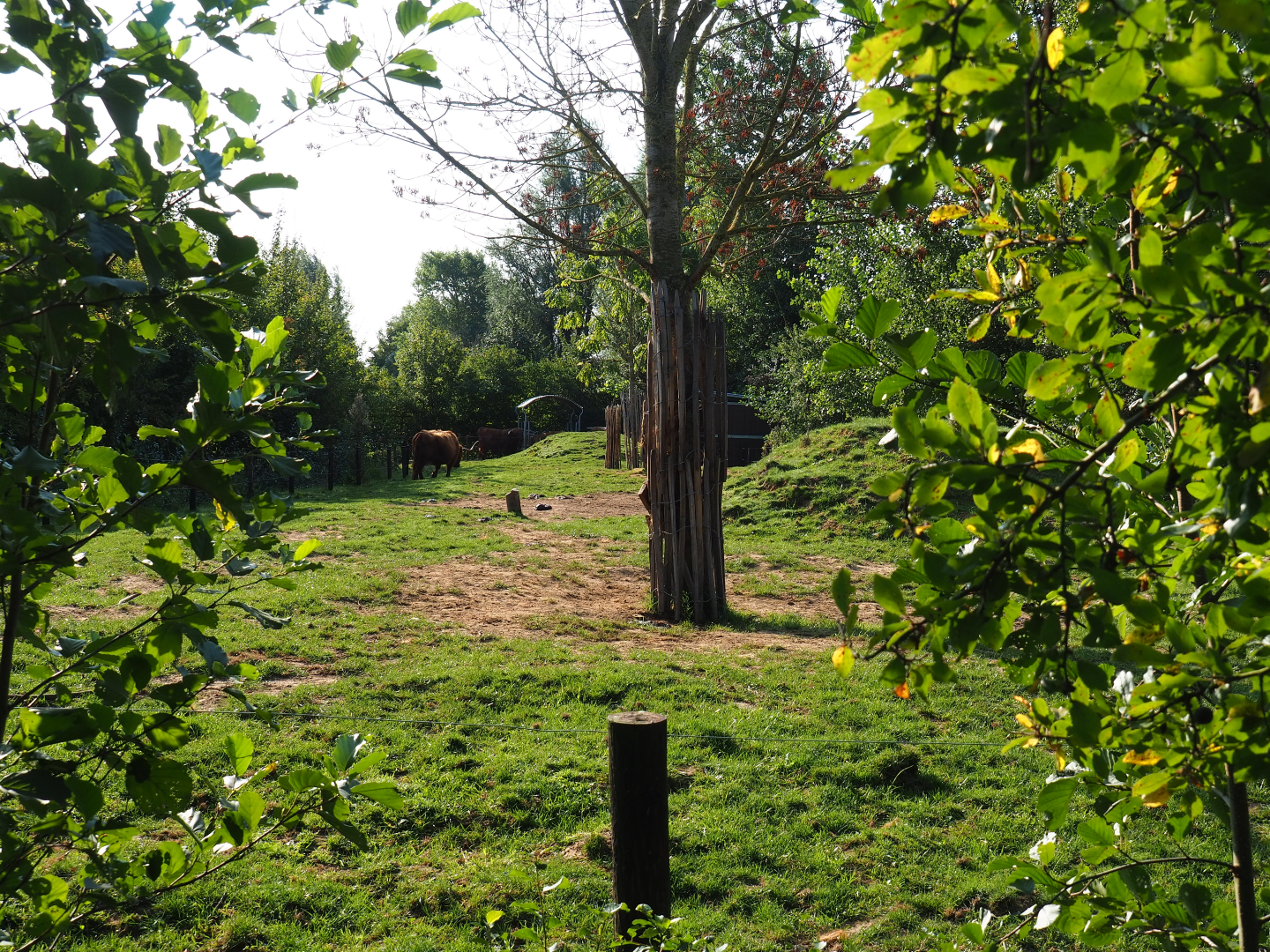 Scottish Highland cattle paddock, 2020-09-12