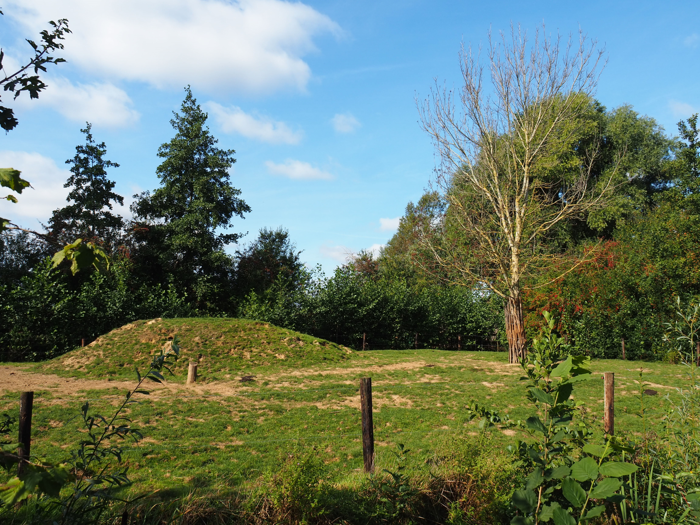 Scottish Highland cattle paddock, 2020-09-12