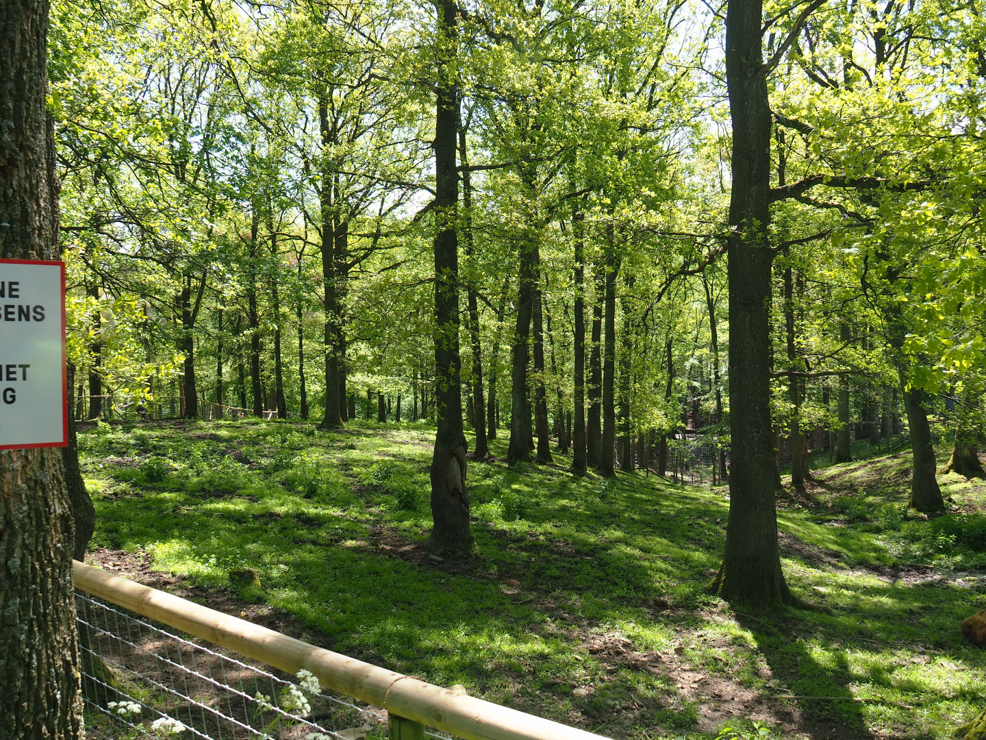 Scottish Highland cattle paddock, 2021-05-29