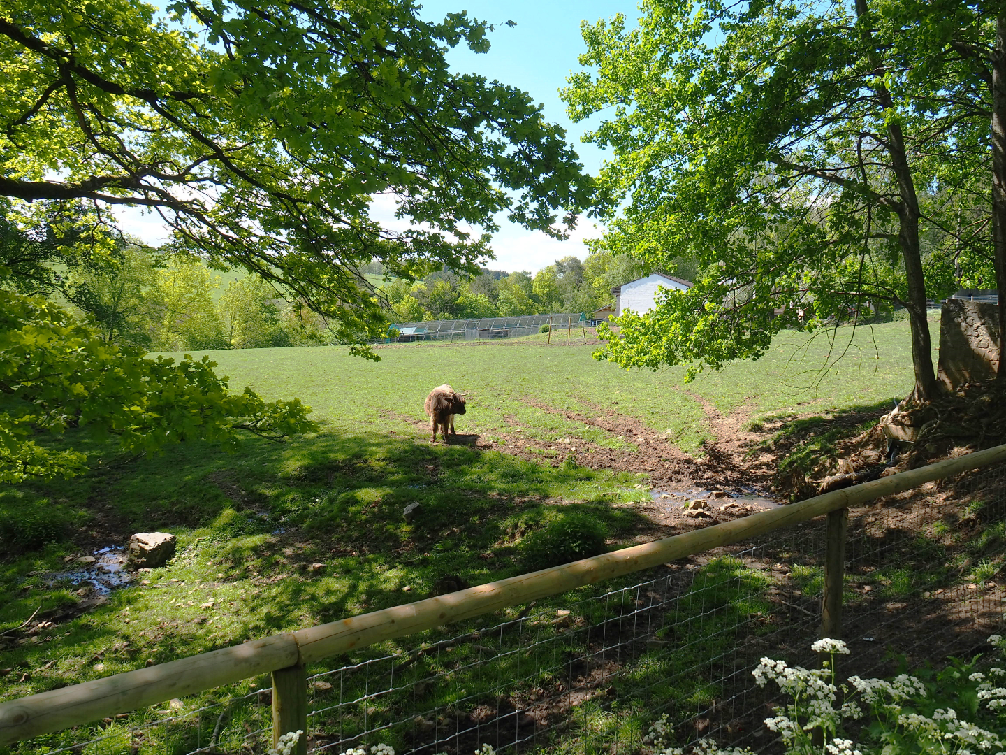 Scottish Highland cattle paddock, 2021-05-29