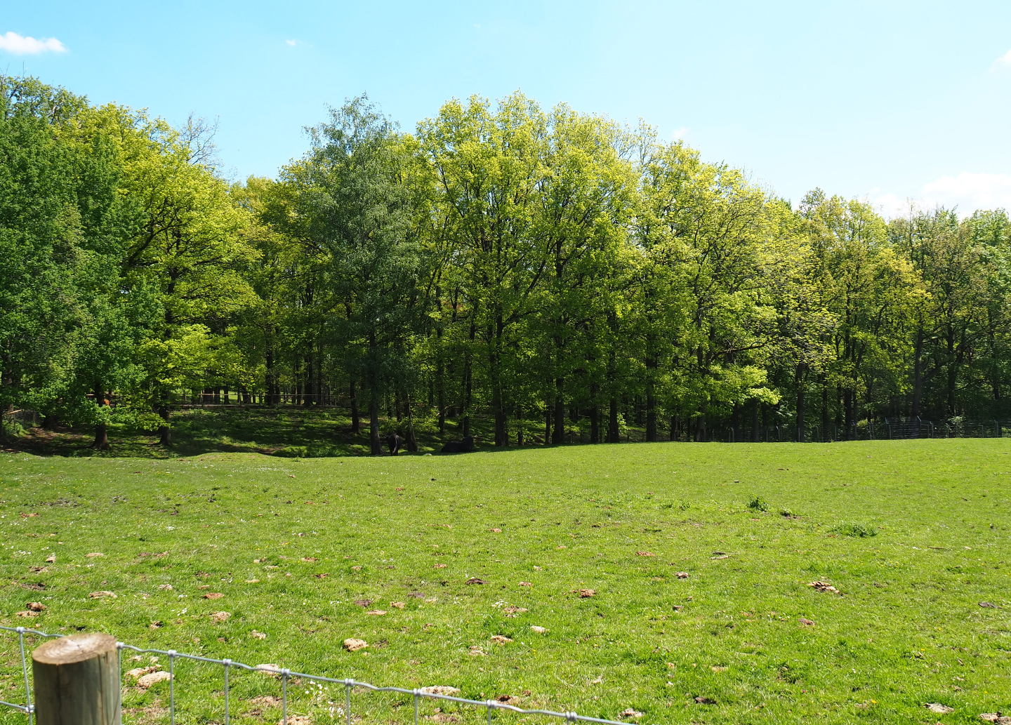 Scottish Highland cattle paddock, 2021-05-29