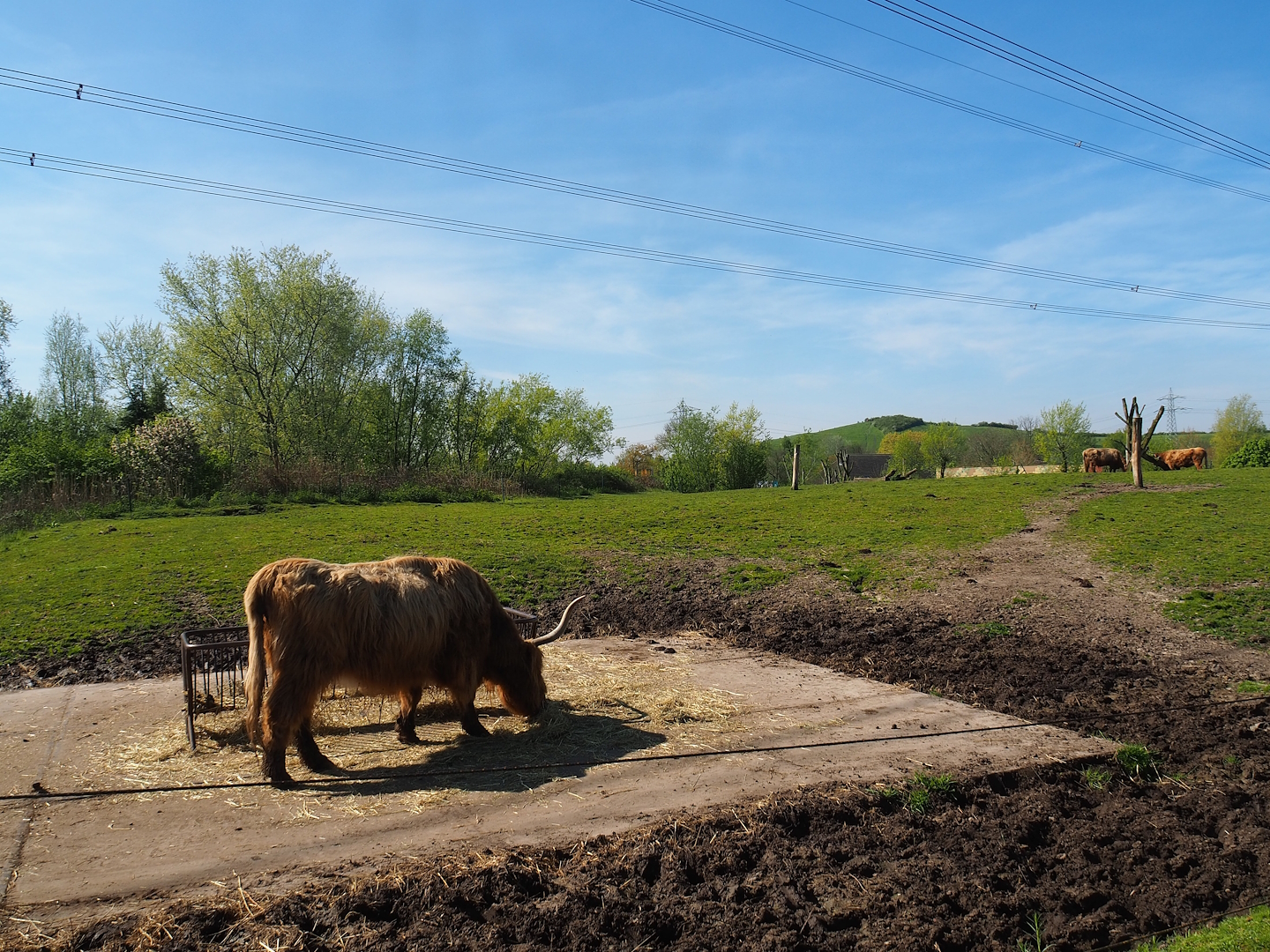 Scottish Highland cattle paddock, 2023-04-30