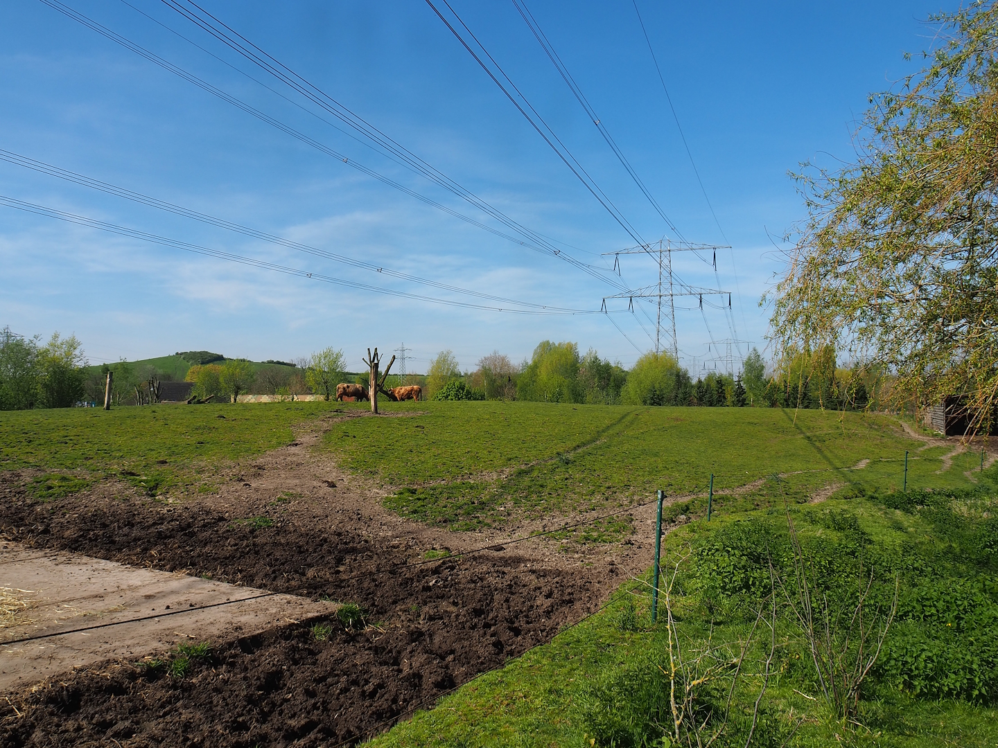 Scottish Highland cattle paddock, 2023-04-30