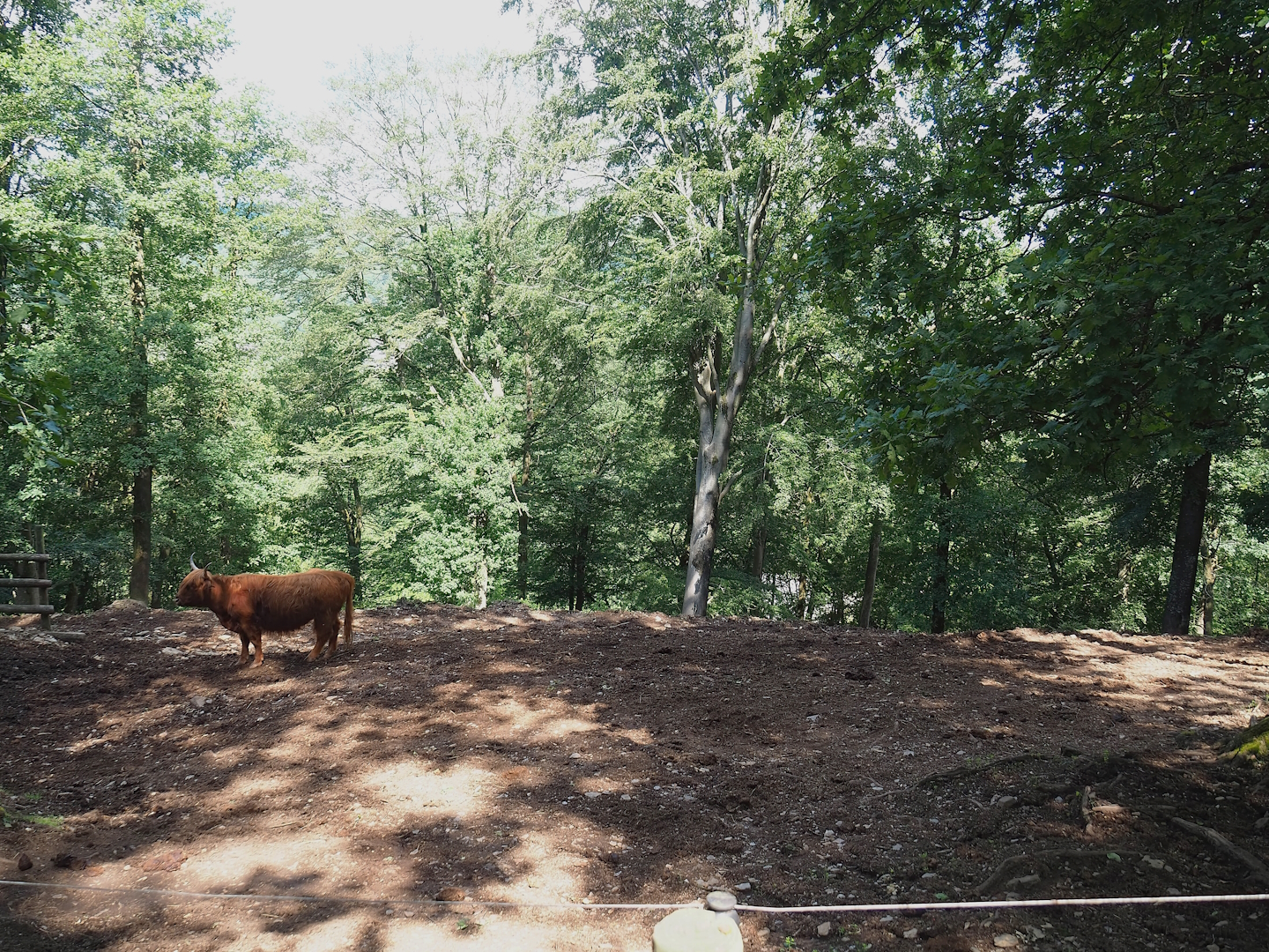 Scottish Highland cattle paddock, 2023-06-24