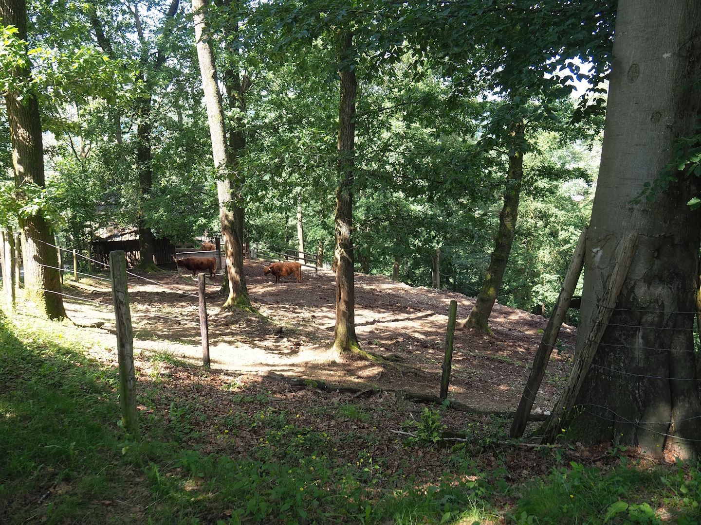Scottish Highland cattle paddock, 2023-06-24