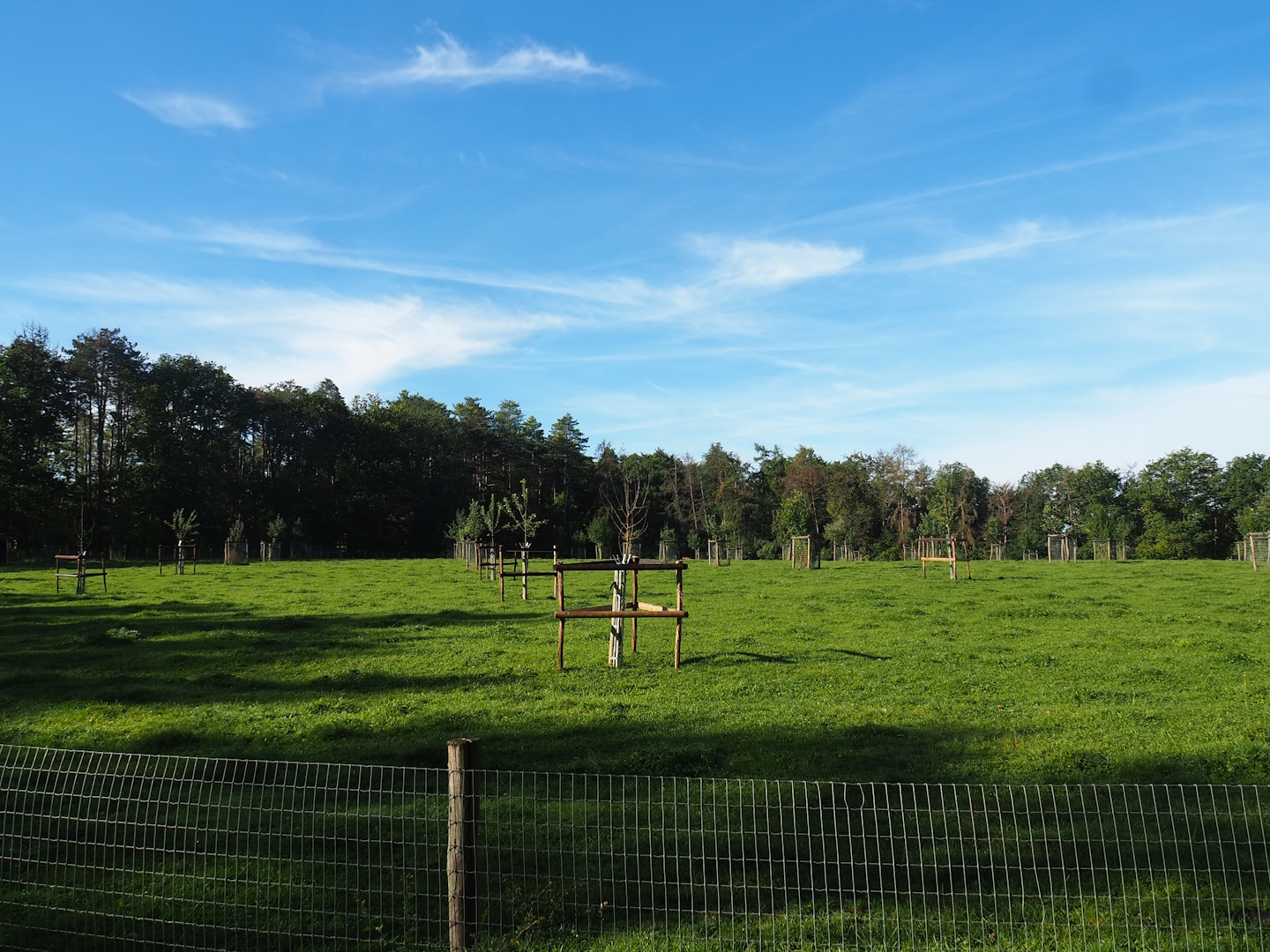 Scottish Highland cattle paddock with orchard, 2023-09-26