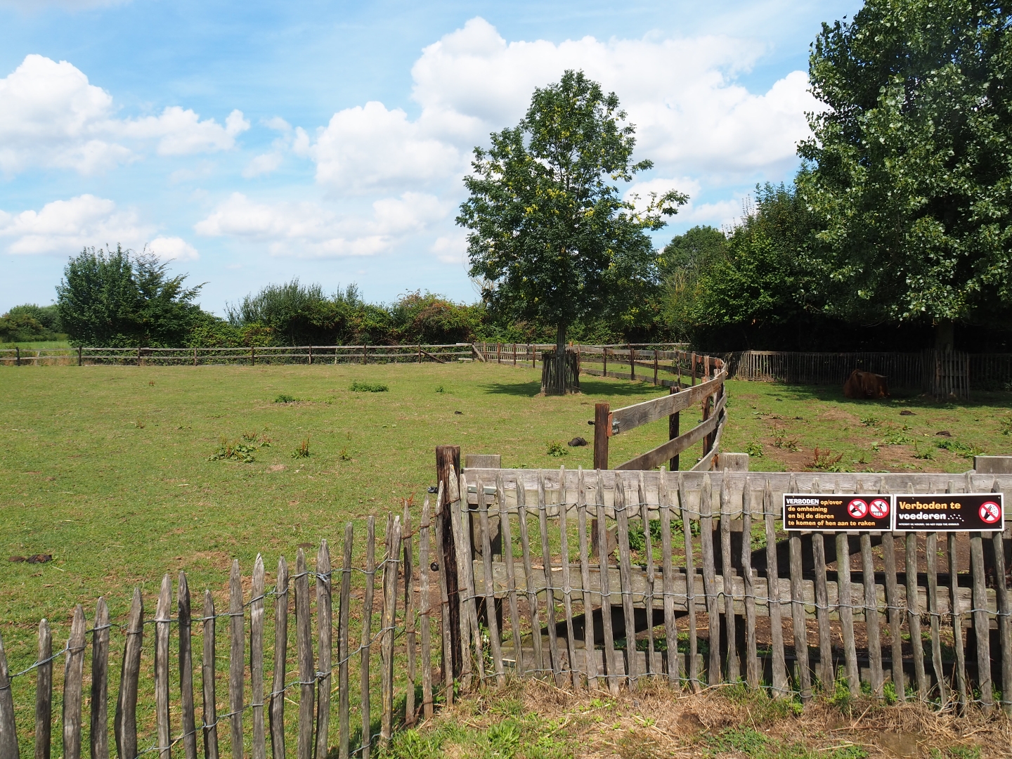 Scottish Highland cattle paddock