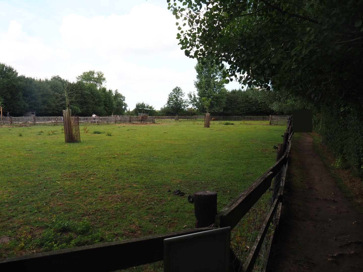 Scottish Highland cattle paddock