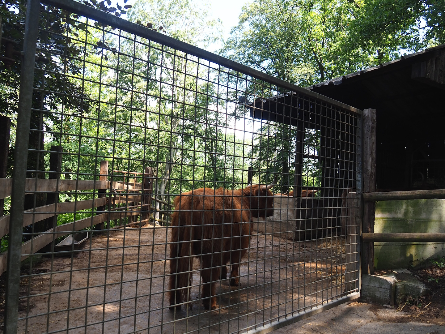 Scottish Highland cattle shelter and holding paddock, 2023-06-24