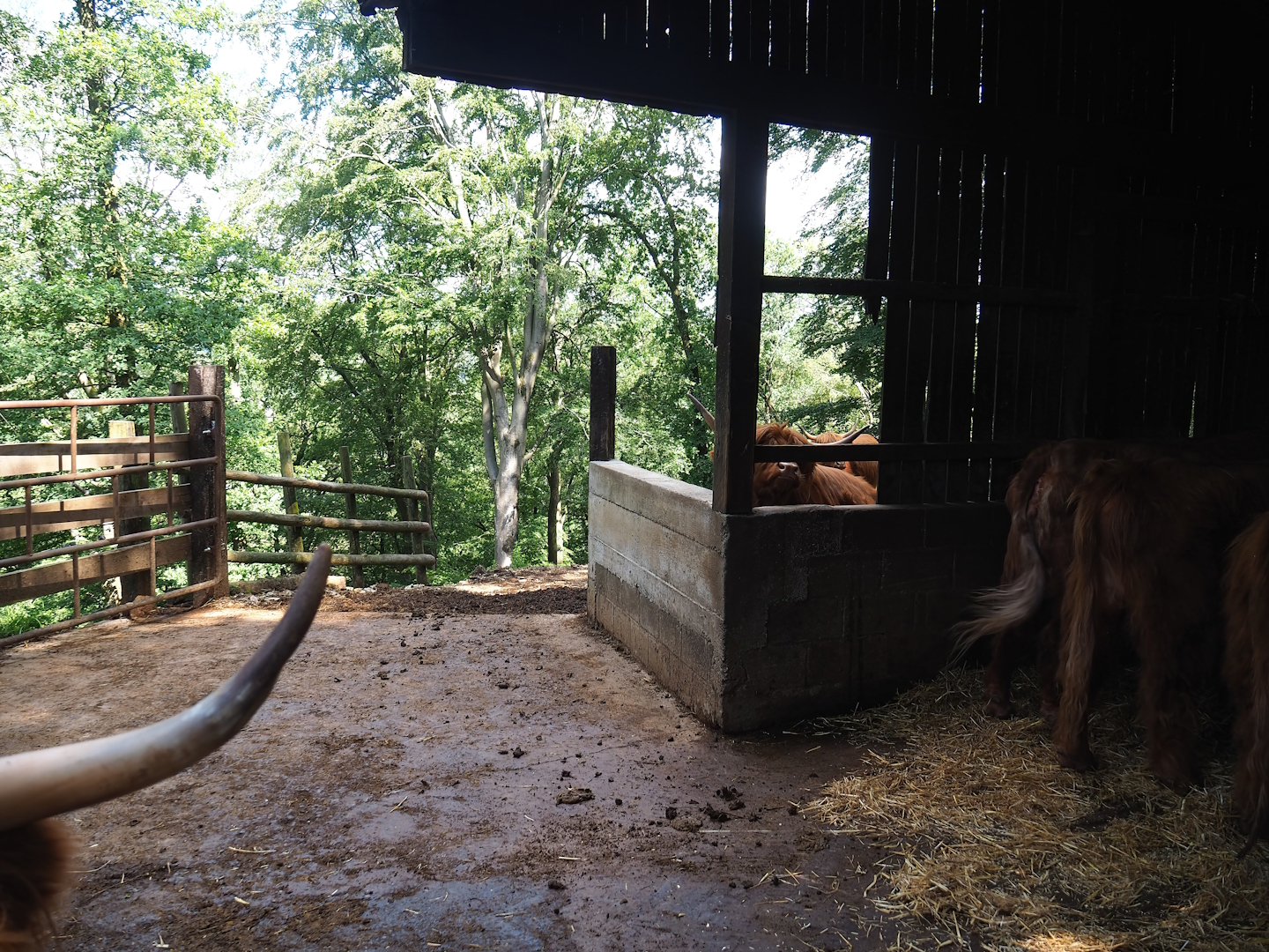 Scottish Highland cattle shelter and holding paddock, 2023-06-24