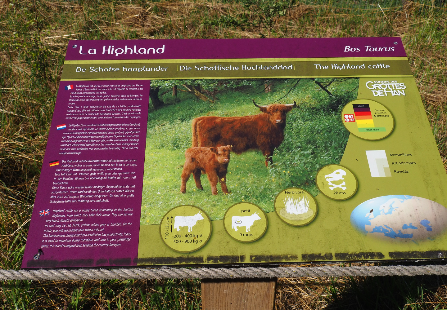 Scottish Highland cattle signage, 2020-07-12