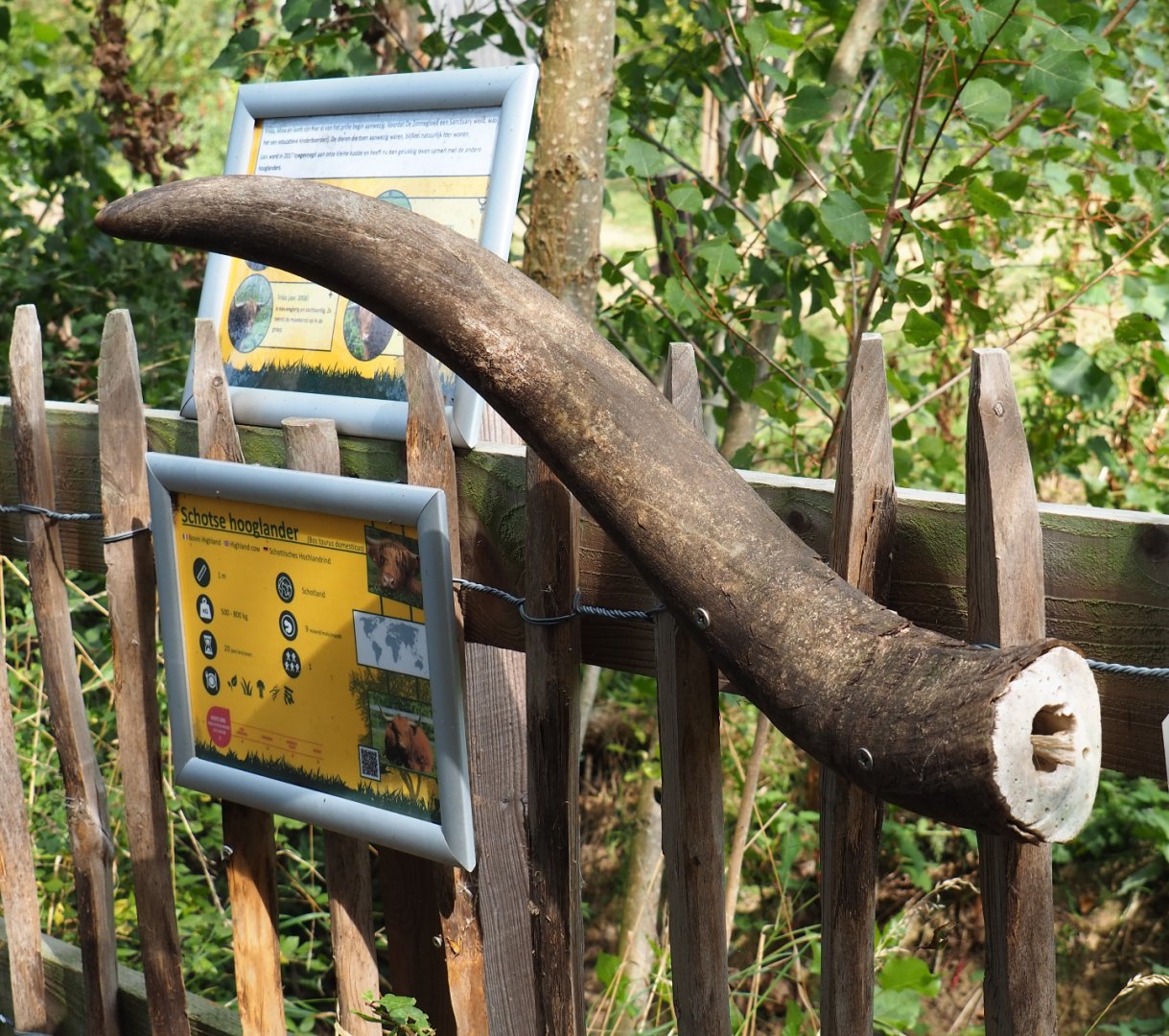 Scottish Highland cattle signage with a cattle horn, 2020-09-12