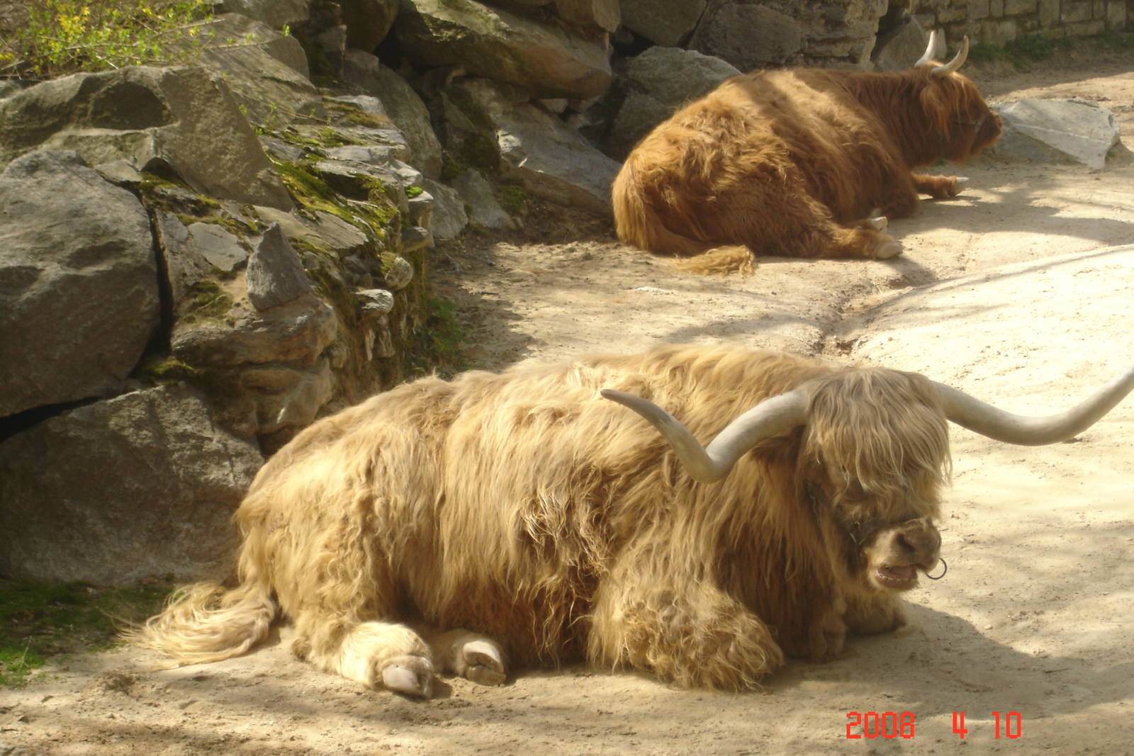 Scottish Highland Cattle