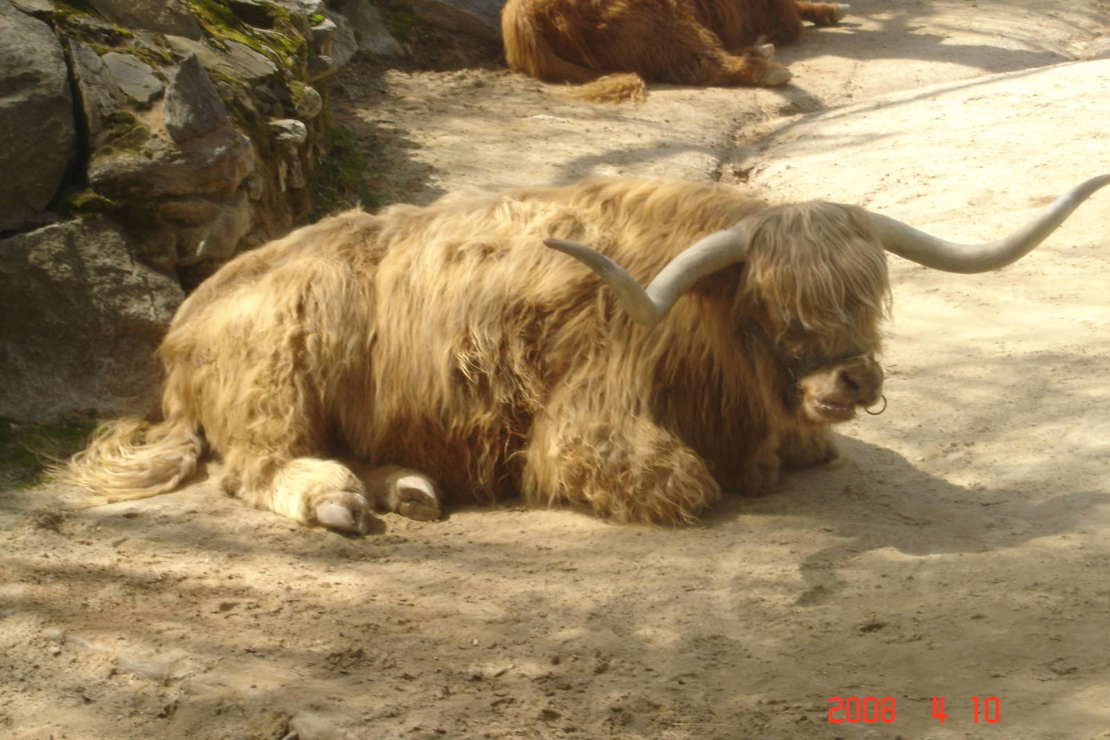 Scottish Highland Cattle